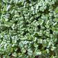 Organic Broccoli Microgreens (60g)