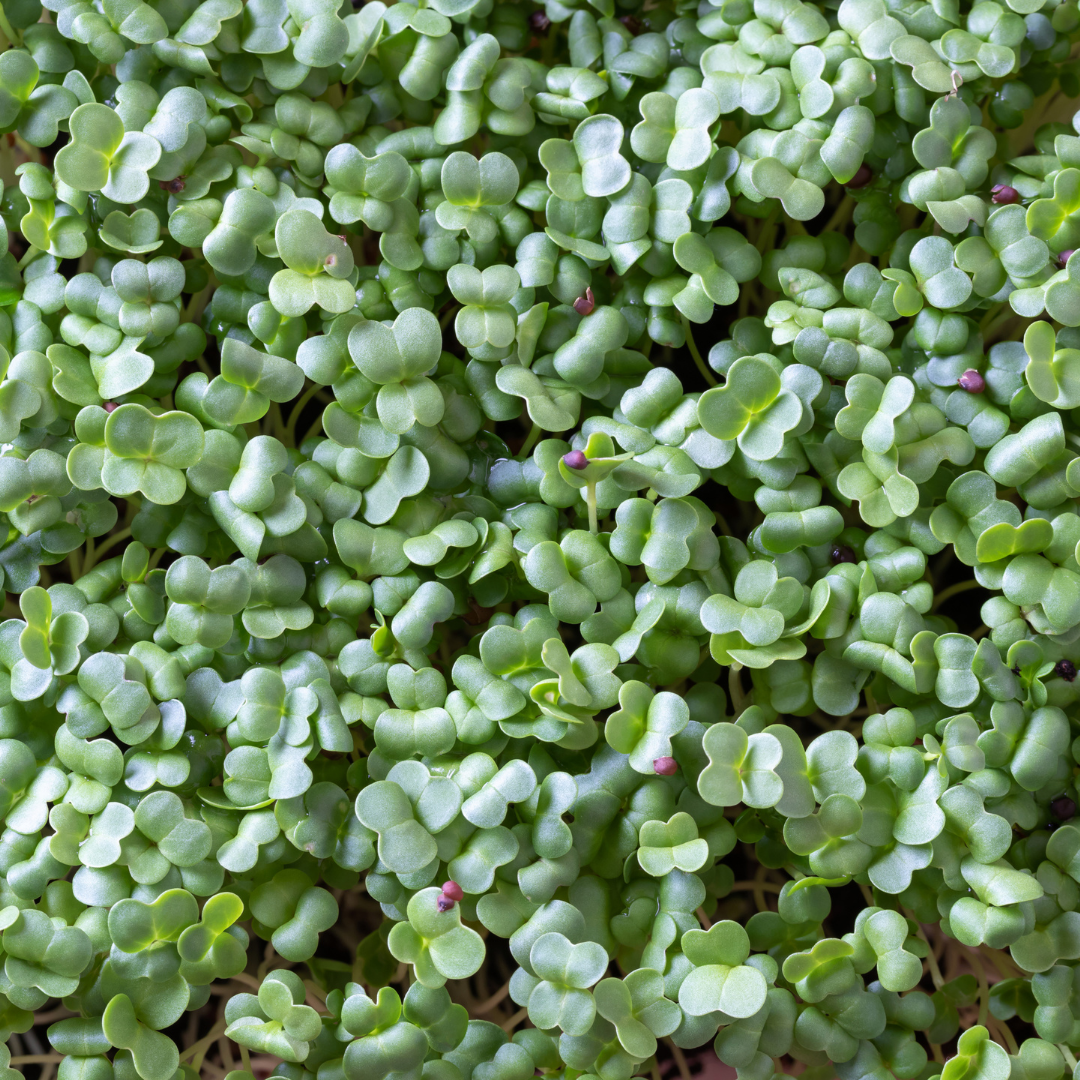 Organic Broccoli Microgreens (60g)