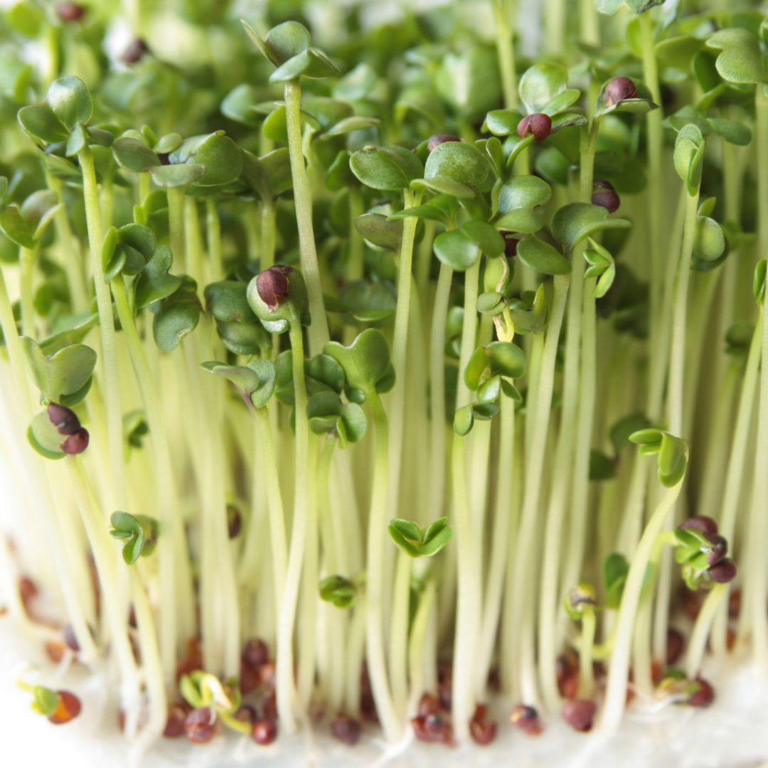 Organic Broccoli Microgreens (60g)