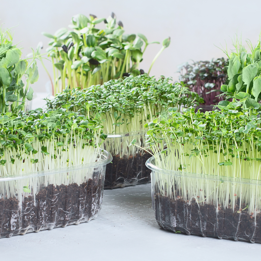 Organic Microgreen Variety Pack (345g)