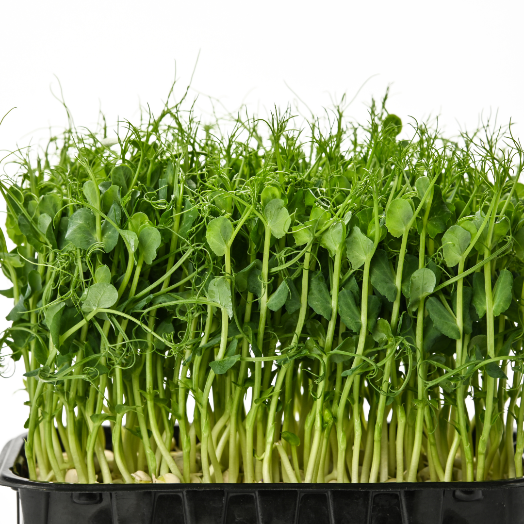 Organic Pea Microgreens (100g)