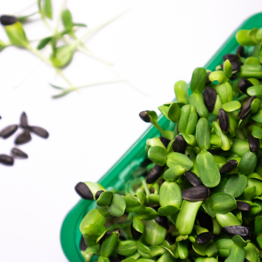 Organic Sunflower Microgreens (100g)