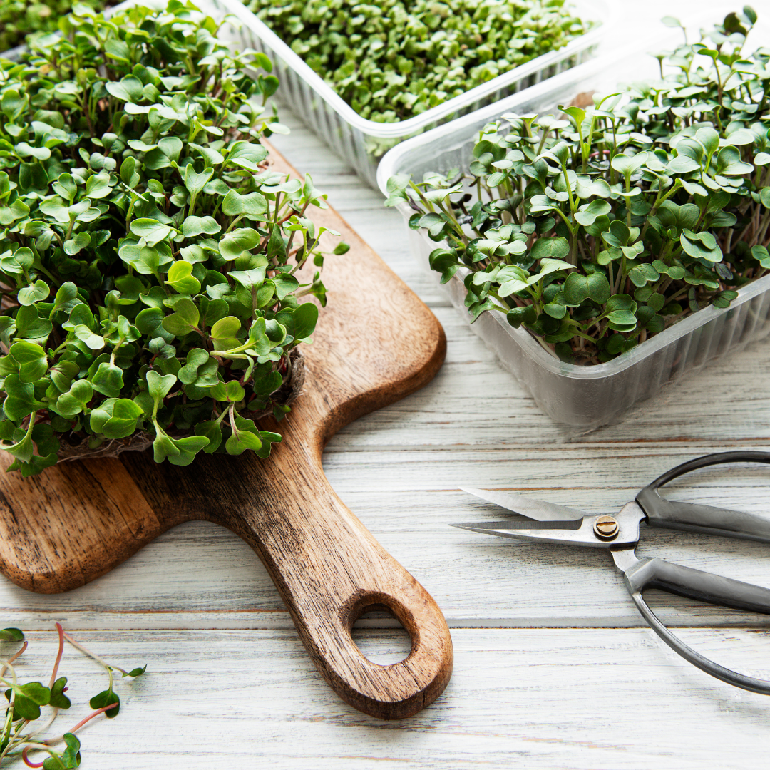 Organic Microgreen Variety Pack (345g)