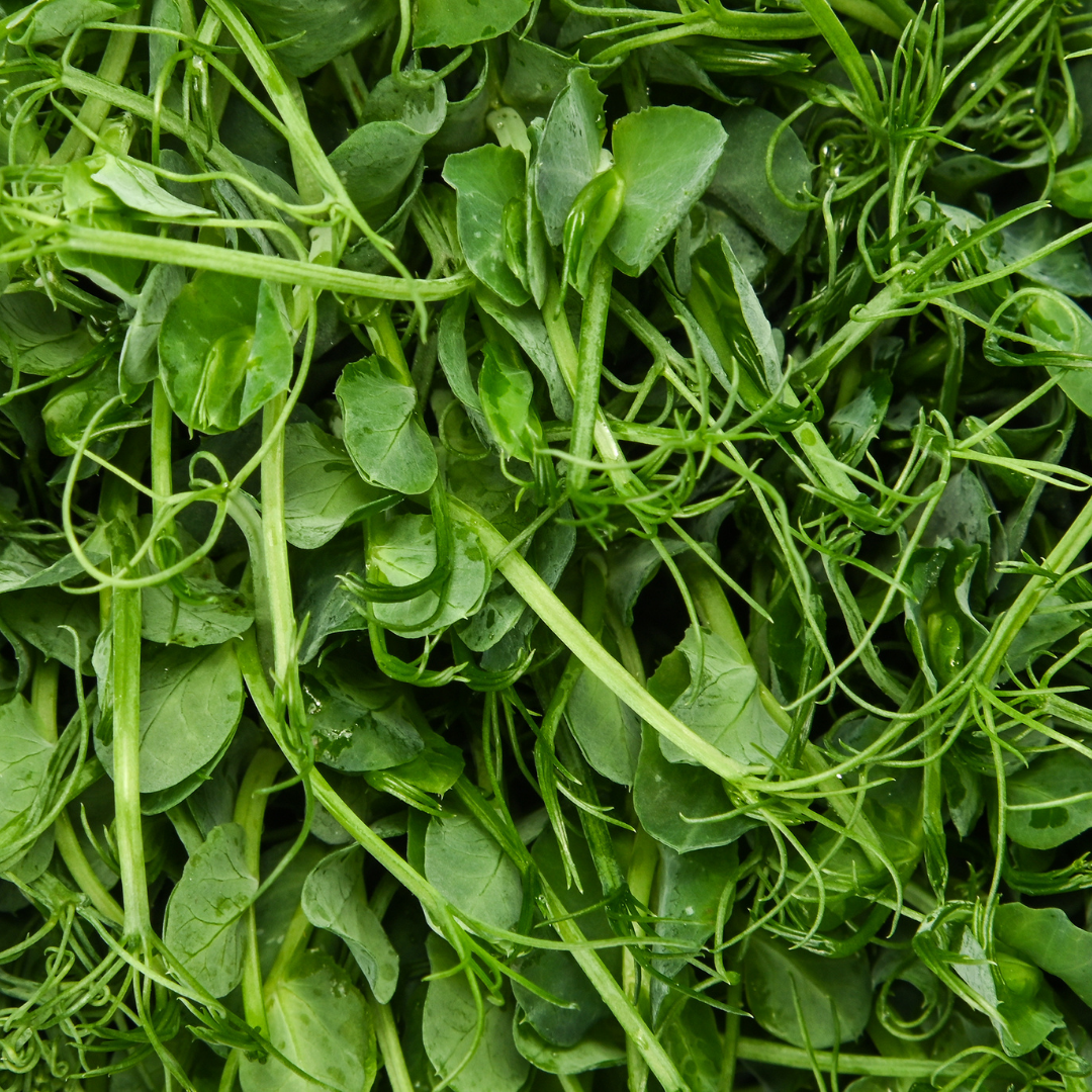 Organic Pea Microgreens (100g)