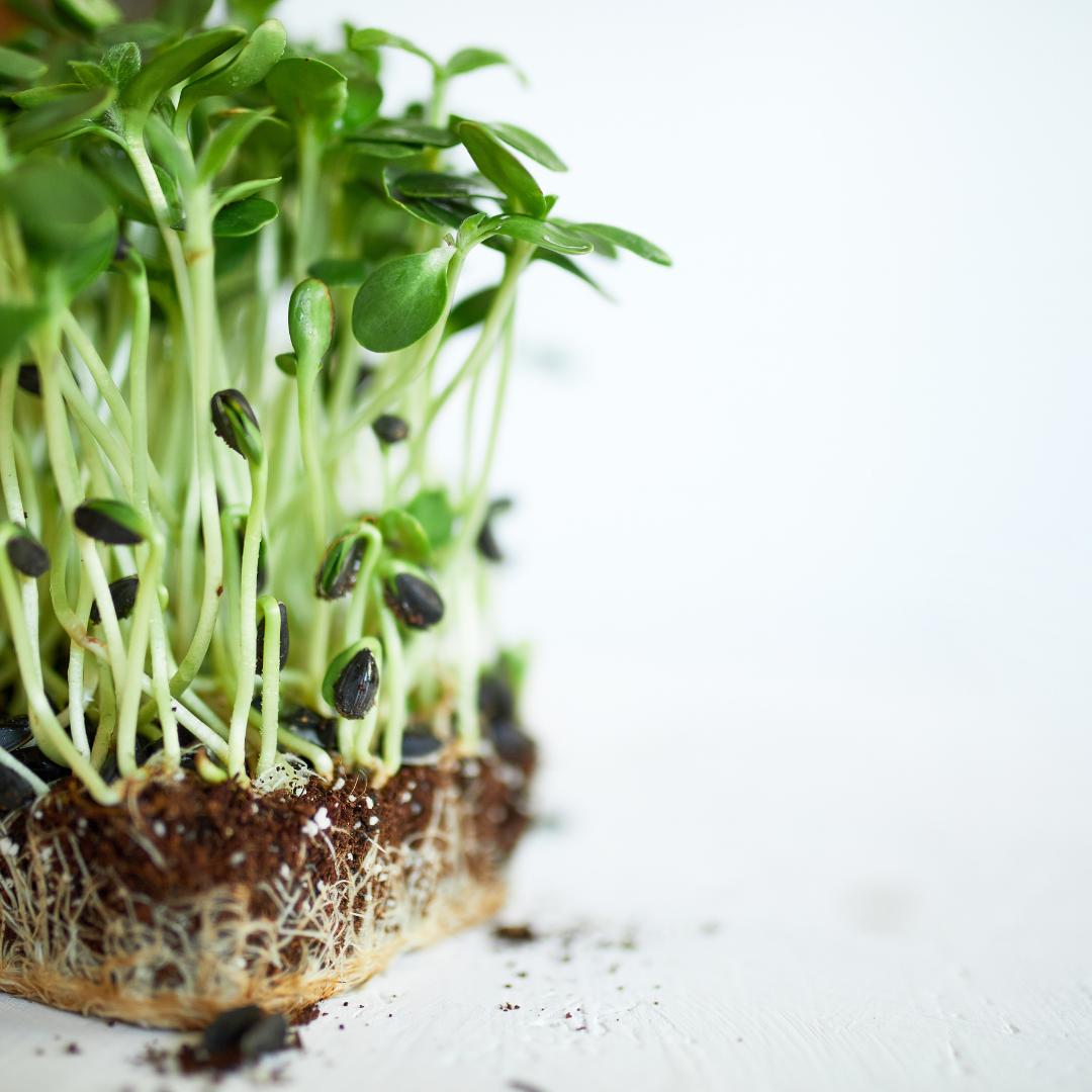 Organic Sunflower Microgreens (100g)